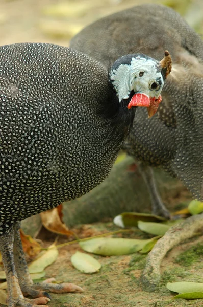 Guinea fowl — Stock Photo, Image