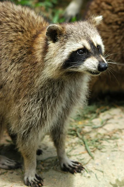 Raccoon — Stock Photo, Image