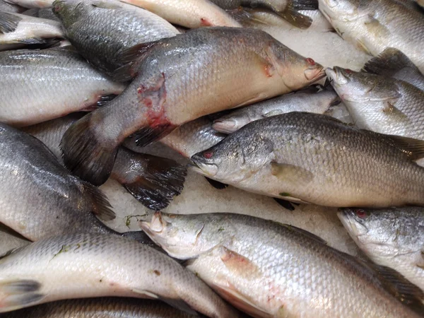 Pescado fresco en el mercado — Foto de Stock