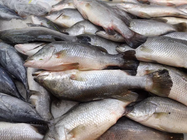 Pescado fresco en el mercado — Foto de Stock