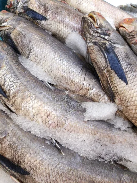 Pescado fresco en el mercado — Foto de Stock