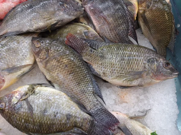 Pescado fresco en el mercado — Foto de Stock