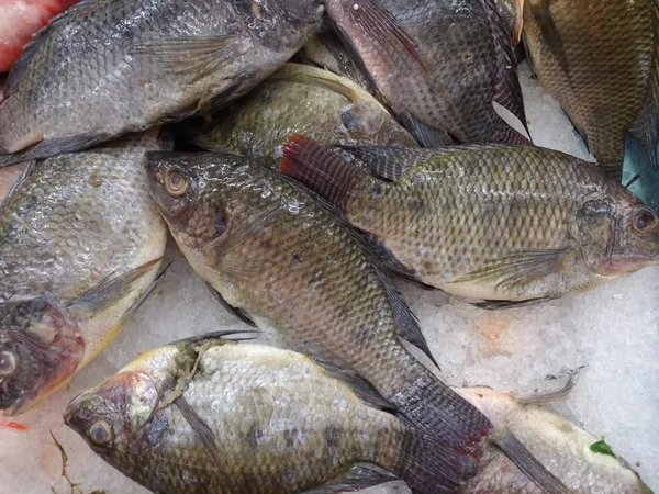 Pescado fresco en el mercado — Foto de Stock