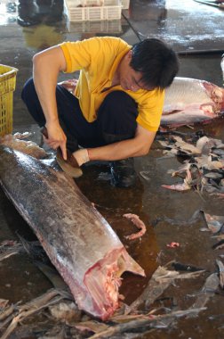 ton balığı pazarı, Tayvan