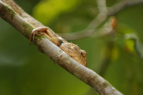 Lizard on the branch — Stock Photo, Image