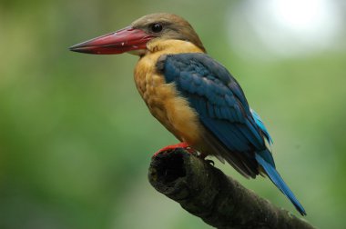 Kingfisher