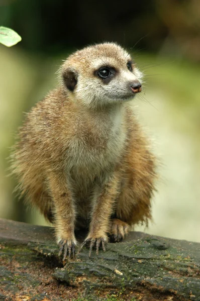 Meerkat — Stock Photo, Image