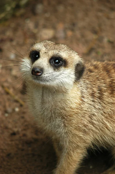 Meerkat — Stock Photo, Image