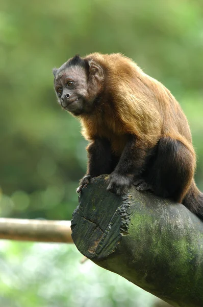 Kapuzineraffe — Stockfoto