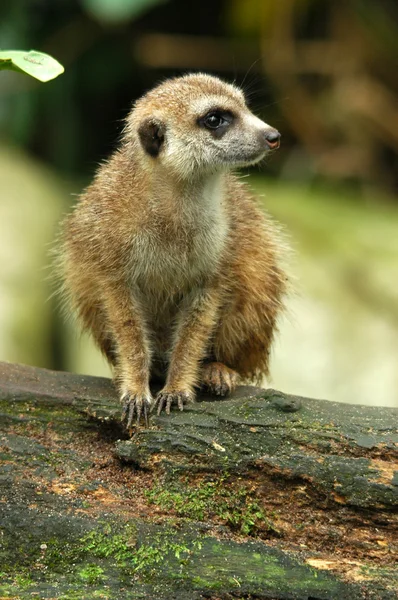 Meerkat — Stockfoto