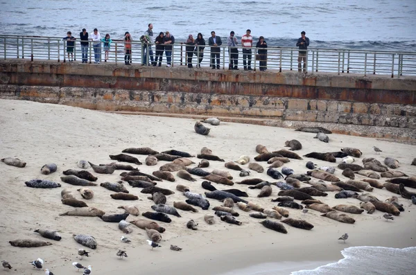 Popular La Jolla — Stock Photo, Image