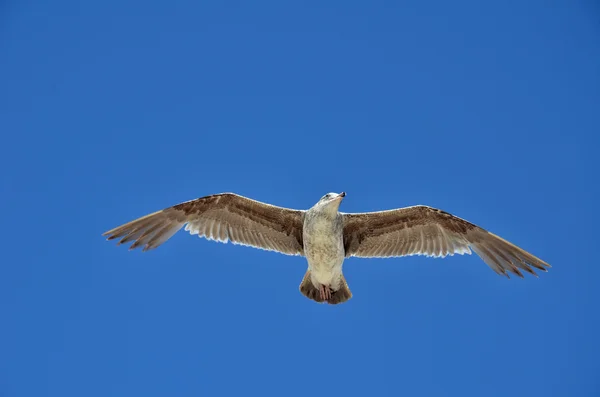 Céu azul e gaivota — Fotografia de Stock