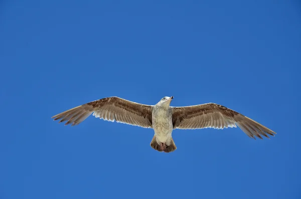 Blauwe hemel en zeemeeuw — Stockfoto