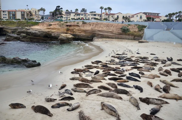 Popular La Jolla — Stock Photo, Image