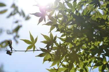 yeşil akçaağaç ayrılmak