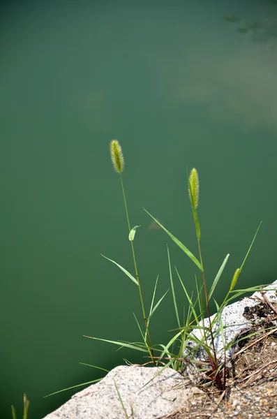 Gras am Ufer des Flusses — Stockfoto