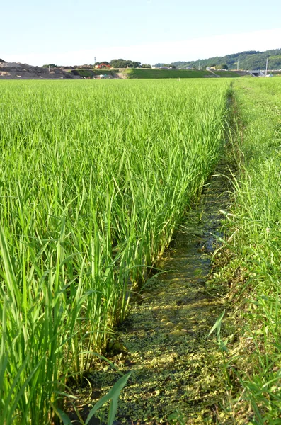 Champ de paddy — Photo