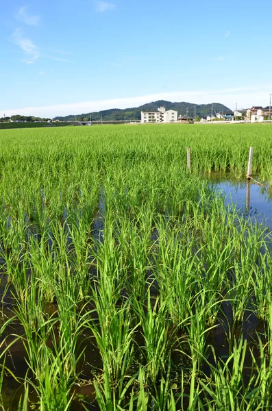 Reisfeld — Stockfoto