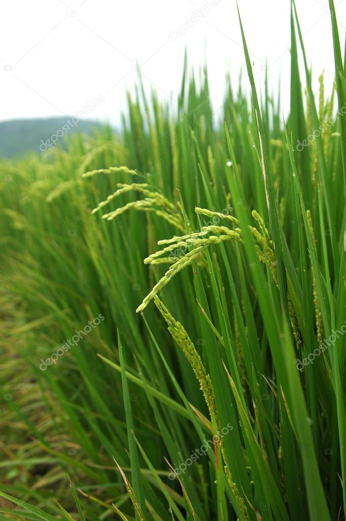 Paddy field