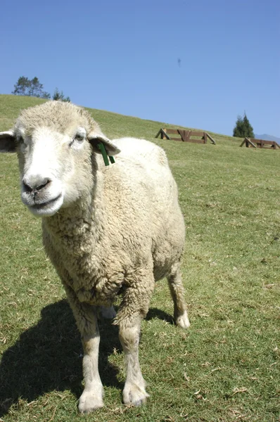 Ett får på prärien i cingjing gård på taiwan — Stockfoto