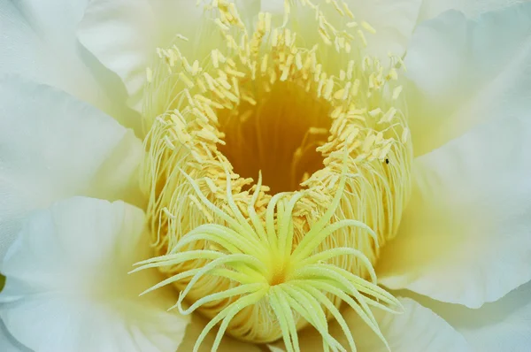 Drachenfruchtblume — Stockfoto