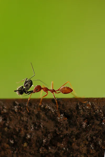 Imagen de hormiga roja —  Fotos de Stock