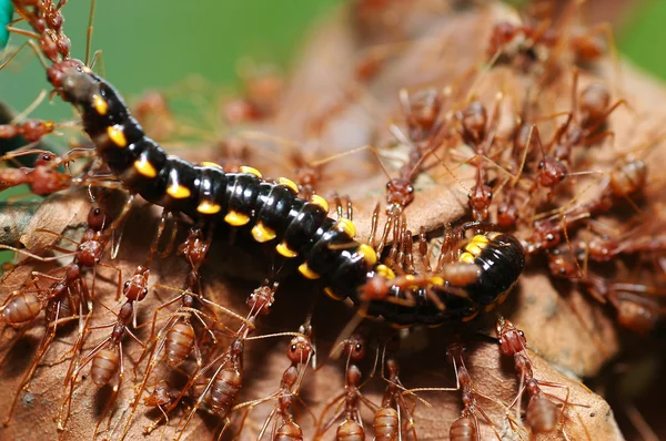 Red ants hunt for food — Stock Photo, Image