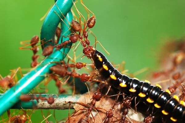 Red ants hunt for food — Stock Photo, Image