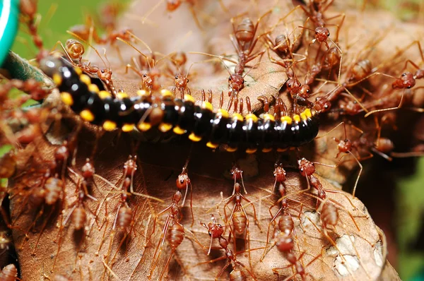 Red ants hunt for food — Stock Photo, Image