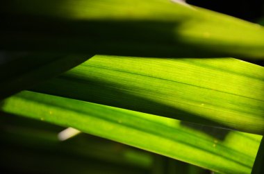 yeşil yaprak portre