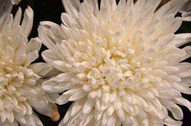 Beyaz krizantem
