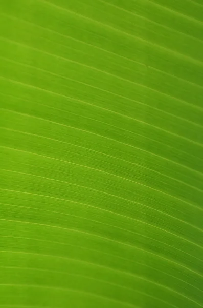 Primeros planos de la hoja verde — Foto de Stock