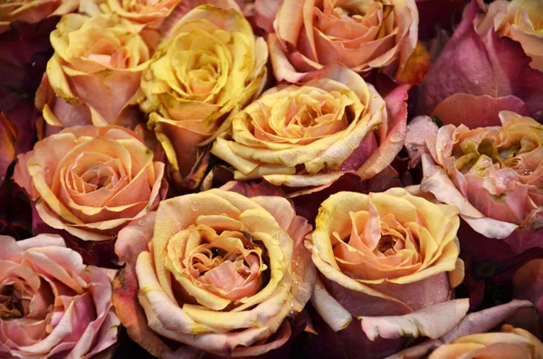 Rustic roses — Stock Photo, Image