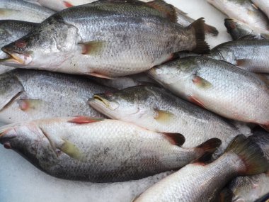 levrek buz, hazır ile pazarda satmak