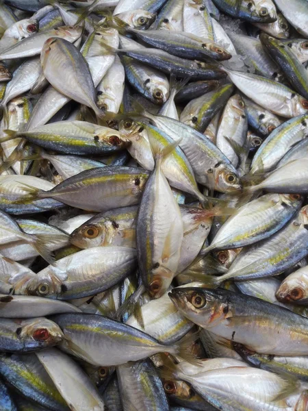 Silago vis in markt met ijs, klaar voor verkopen — Stockfoto