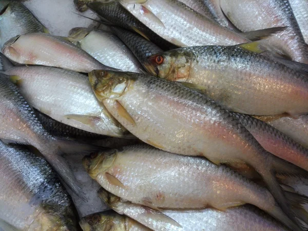 Elft vis in markt met ijs, klaar voor verkopen — Stockfoto