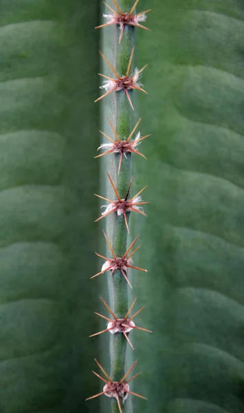 Primer plano de los cactus — Foto de Stock