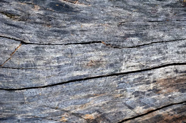 Detail of dead wood — Stock Photo, Image