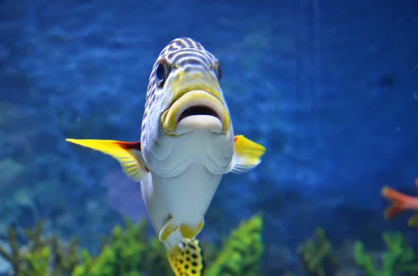 Nahaufnahme von Meeresfischen schwimmt im tiefblauen Meer — Stockfoto