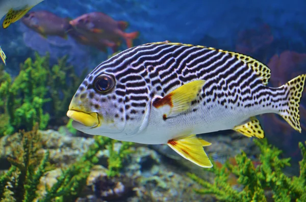 Nahaufnahme von Meeresfischen schwimmt im tiefblauen Meer — Stockfoto