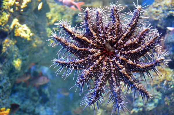 Starfish in the deep sea coral reef