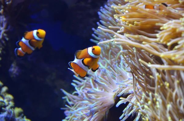 Clownfische im Riff — Stockfoto