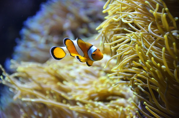 かわいいオレンジ白いピエロ魚、サンゴ礁 — ストック写真