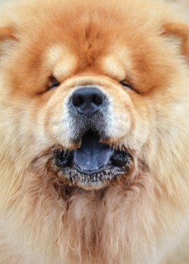 güzel uyumak köpek fotoğraf kapatmak