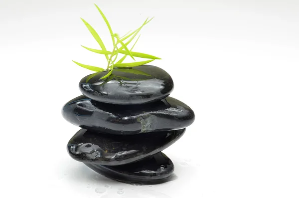 Green plant with black stones — Stock Photo, Image