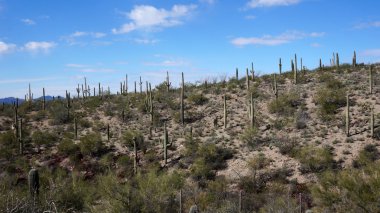 arizona sonora çöl müzenin içinde doğal 