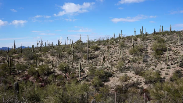 Malownicze wewnątrz Muzeum pustyni arizona-sonora — Zdjęcie stockowe