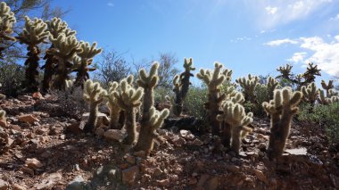 arizona sonora çöl müzenin içinde doğal 