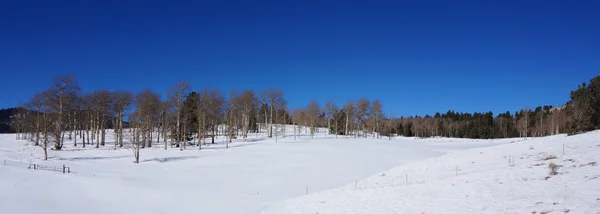 Vue panoramique de la forêt américaine en hiver — Photo