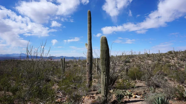 Scenic inside the Arizona-Sonora Desert Museum Stock Photo